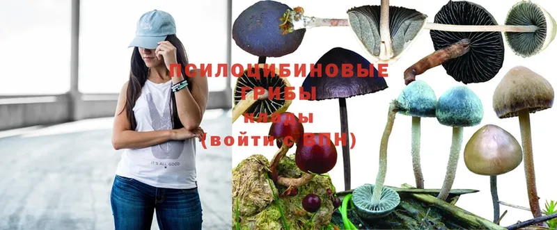 где продают наркотики  Отрадное  Псилоцибиновые грибы MAGIC MUSHROOMS 